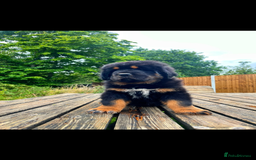 Tibetan Mastiff dogs for sale: 6 Tibetan Mastiff Puppies - Image 6