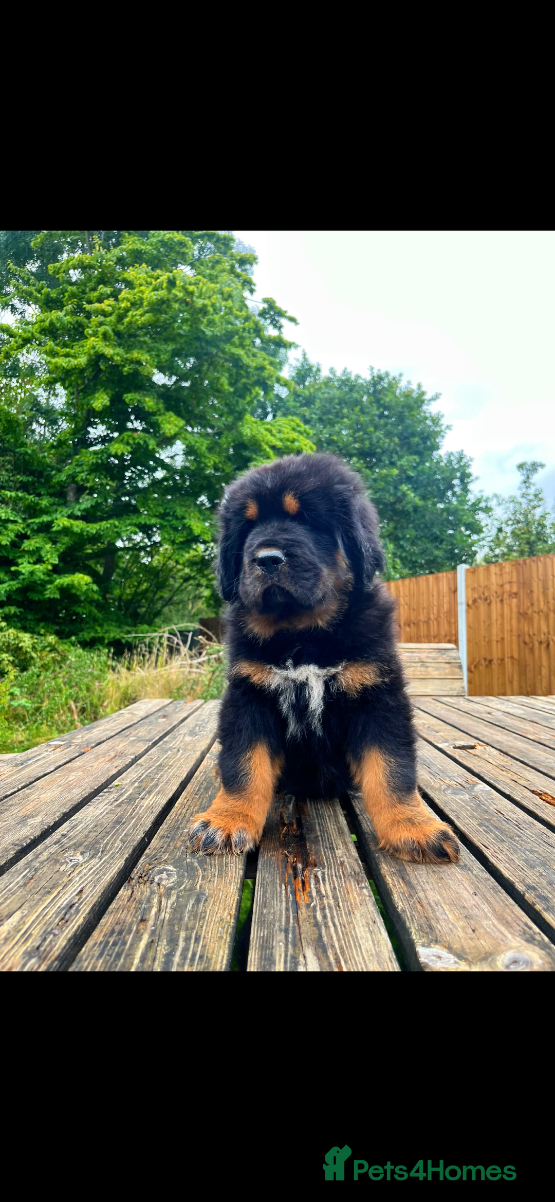 Tibetan Mastiff dogs for sale: 6 Tibetan Mastiff Puppies - Image 6