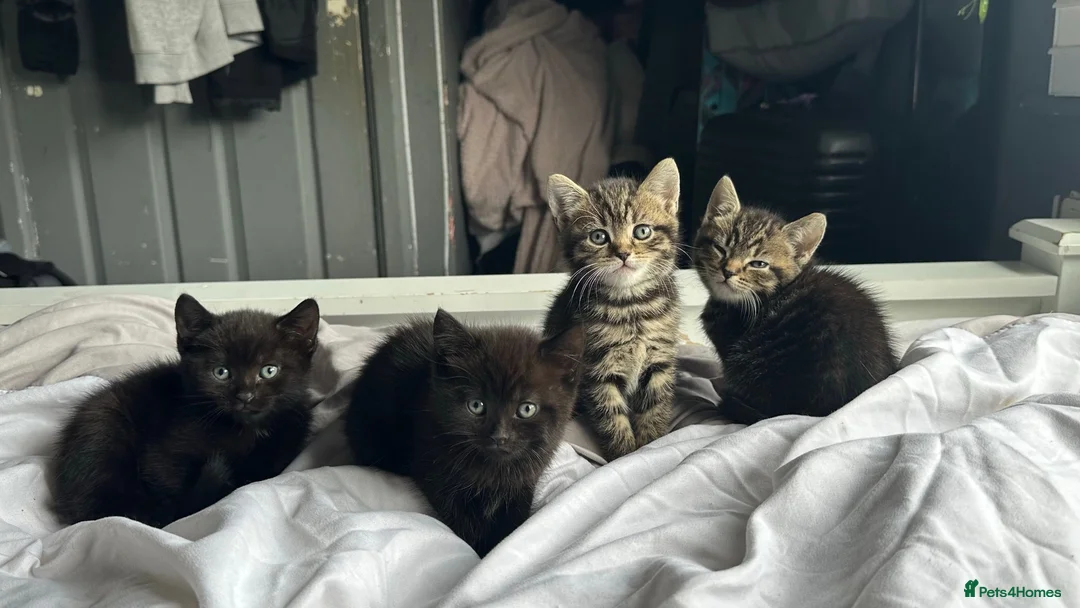 British Shorthair cats for sale:  British shorthair mix kittens  - Advert 1