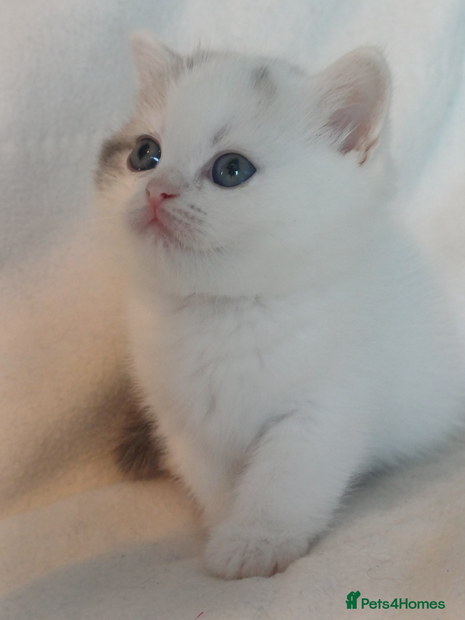 British Shorthair cats for sale: Gorgeous Brittish Shorthair 🐱 - Advert 16