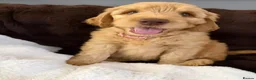 Double Doodle dogs for sale: 1 Gorgeous Girl available: Standard Labradoodle F3 - Advert 9