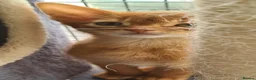 Abyssinian cats for sale: Beautiful pedigree tica abyssinian kittens - Advert 5