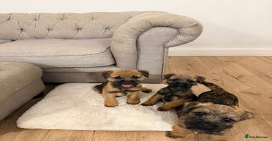 Border Terrier dogs - Advert 2