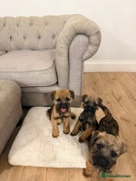 Border Terrier dogs - Advert 3