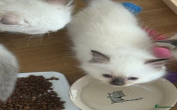 Ragdoll cats for sale: Gccf registered ragdoll kittens  - Image 23