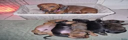 Miniature Dachshund dogs for sale: Beautiful miniature dachshund puppies - Advert 7