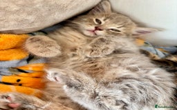 Mixed Breed cats for sale: Stunning Ragdoll x British short hair boy  - Image 2