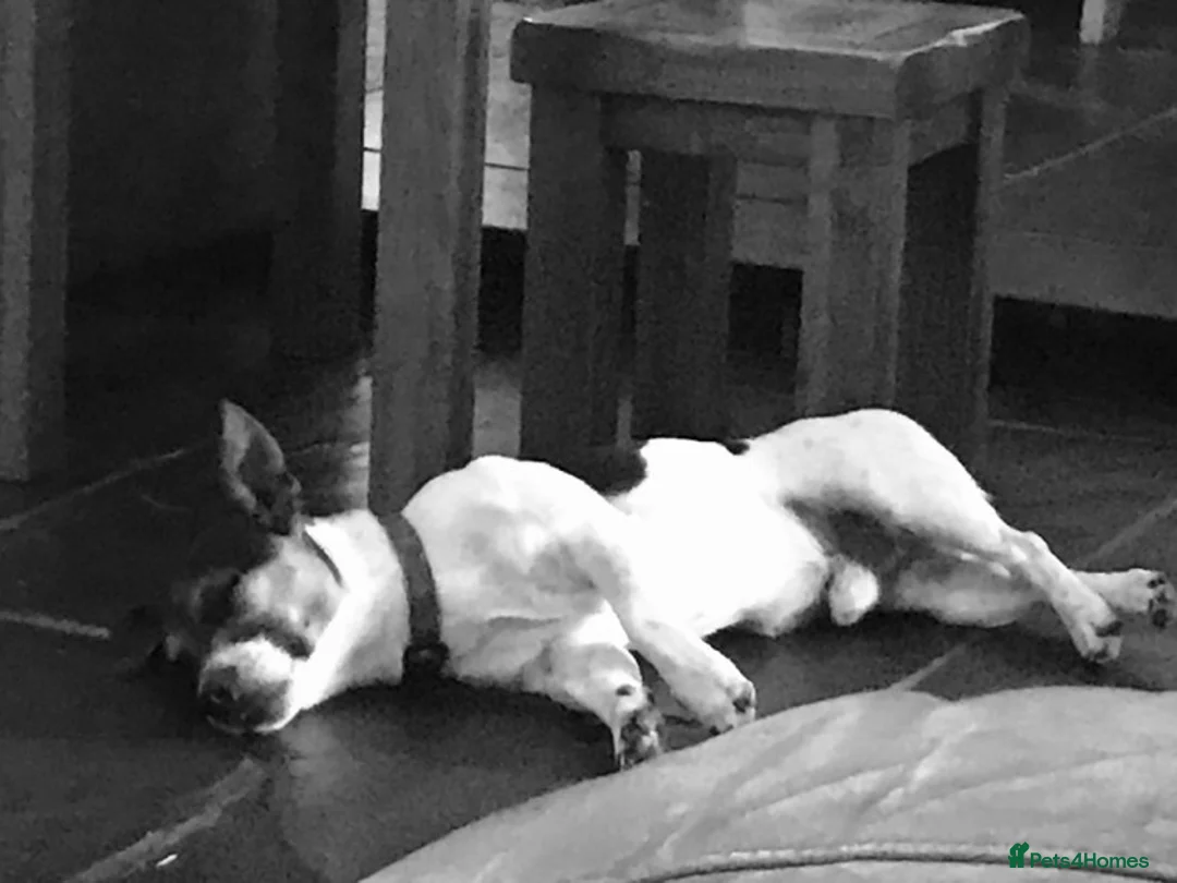 Jack Russell dogs for stud: Proven miniature Jack Russell stud in Winkleigh - Advert 3