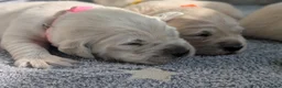 Golden Retriever dogs for sale: Bella’s Golden Gems - Advert 27
