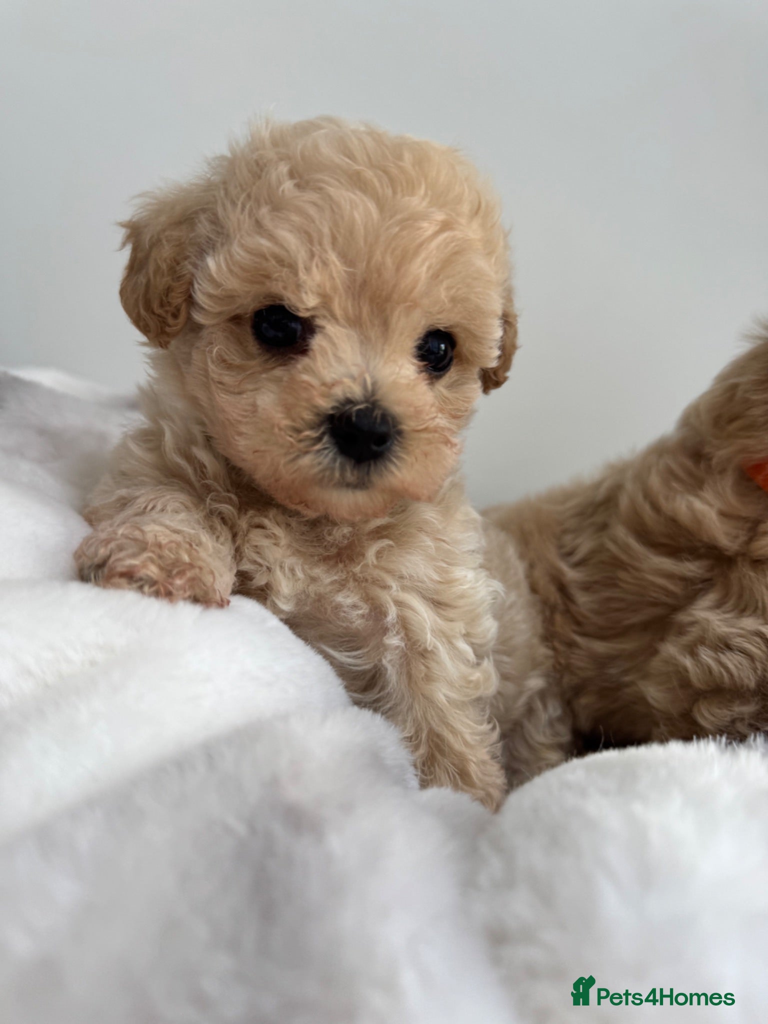 Maltipoo dogs Adorable Rare Tiny Maltipoo 🐾  - Advert 1