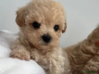 Maltipoo dogs Adorable Rare Tiny Maltipoo 🐾 - Advert 2