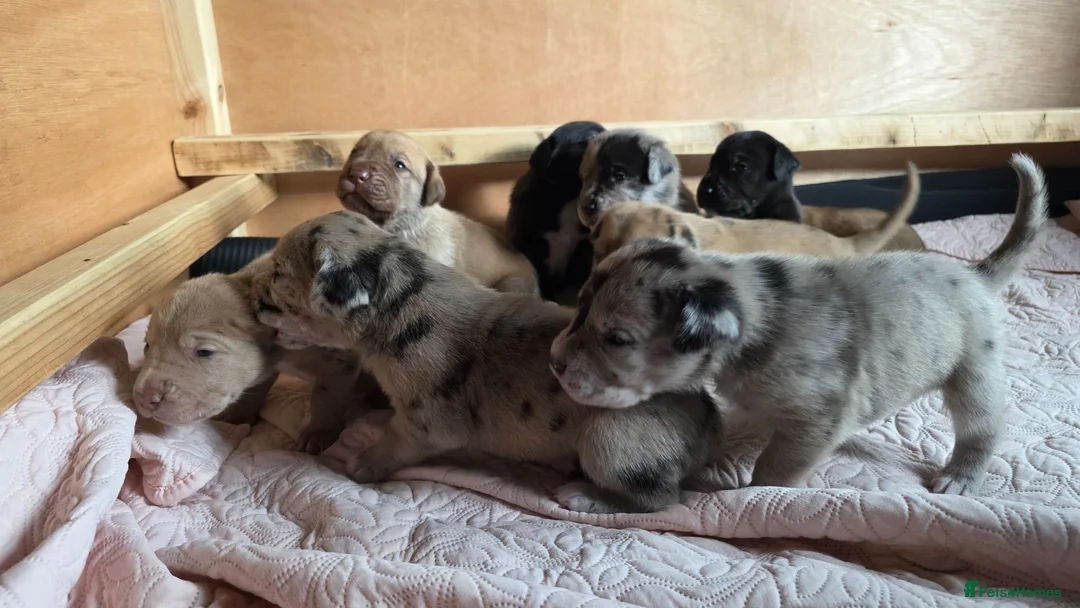 Mixed Breed dogs for sale: Great Dane  ** tiffs in Ellon - Advert 1
