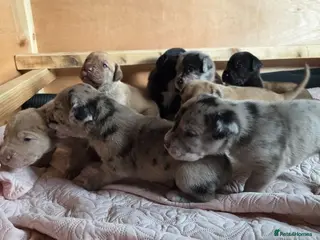 Mixed Breed dogs Great Dane ** tiffs - Advert 7