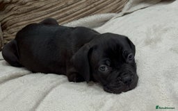 Cane Corso dogs for sale: Cane Corso Puppies for Sale - Image 3
