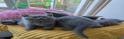 British Shorthair cats for sale: Ready! GCCF parents with champions in line,BSH - Advert 17