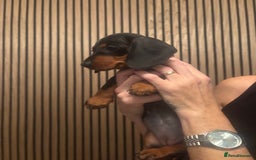 Dachshund dogs for sale: Dachshund Puppies for sale  - Image 11