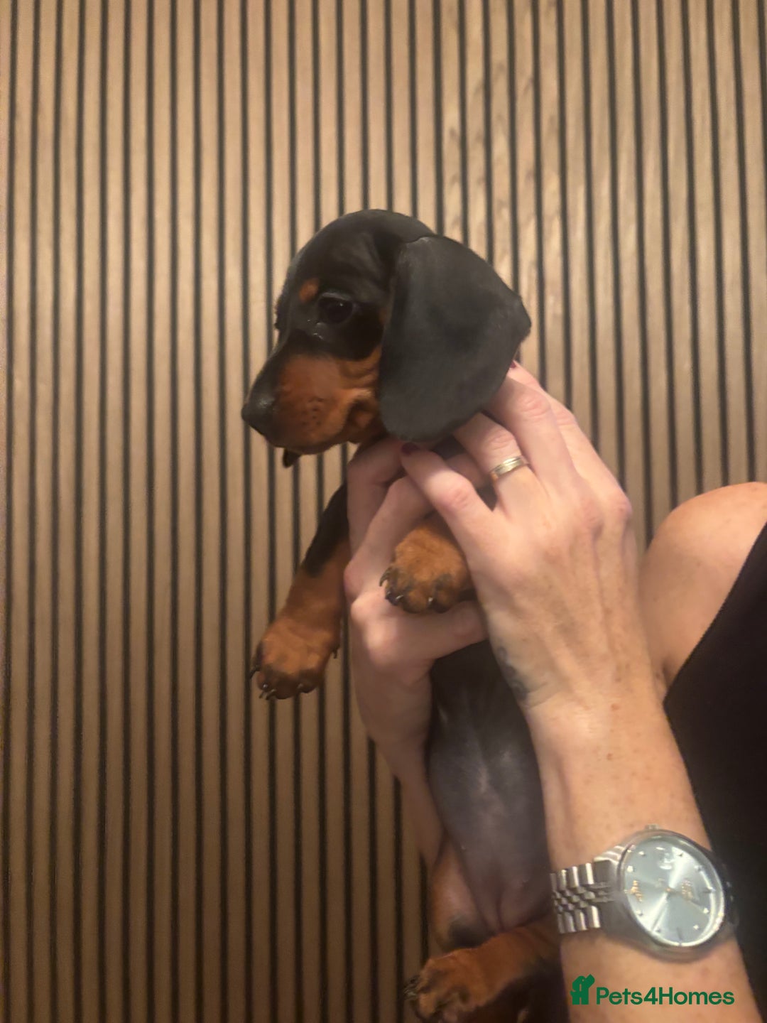 Dachshund dogs for sale: Dachshund Puppies for sale  - Image 11