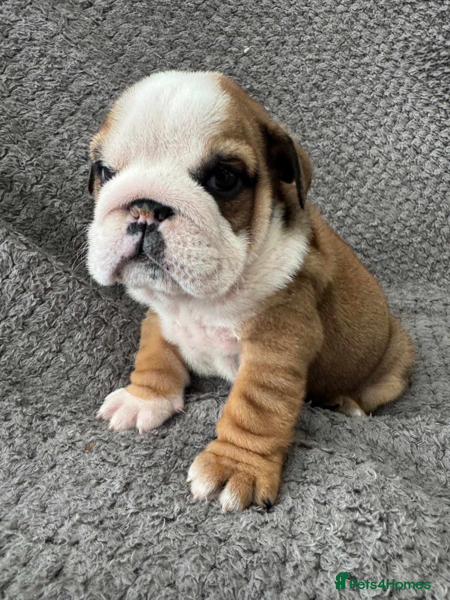 English Bulldog dogs KC REGISTERED Red/White English Bulldog Puppies  - Advert 17