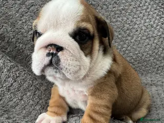 English Bulldog dogs KC REGISTERED Red/White English Bulldog Puppies - Advert 17