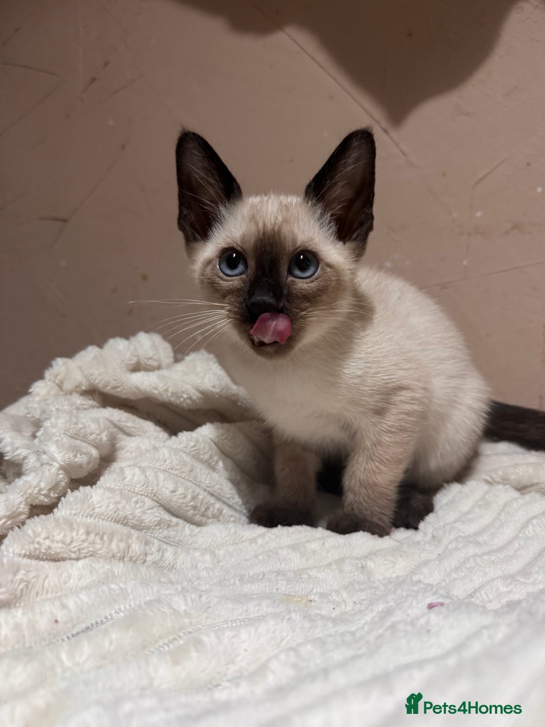 Siamese cats for sale: 3 cute Siamese kittens available - Advert 3