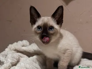 Siamese cats 3 cute Siamese kittens available - Advert 4