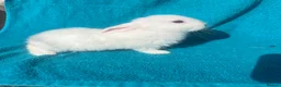 Mixed Breed rabbits for sale: Mixed baby rabbits - Advert 5
