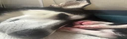 Siberian Husky dogs for sale: Siberian Huskies 12 week old female ready now  - Advert 7