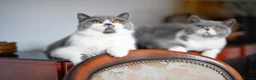British Shorthair cats for sale: GCCF Pedigreed Amazing Kittens - Advert 2