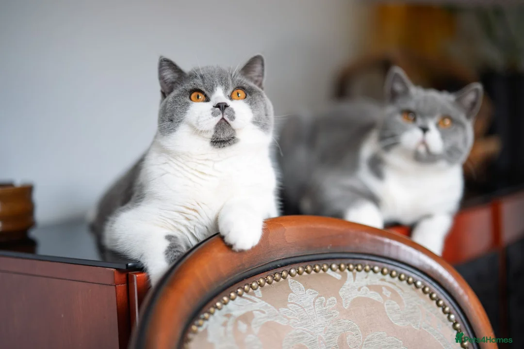 British Shorthair cats for sale: GCCF Pedigreed Amazing Kittens - Advert 2