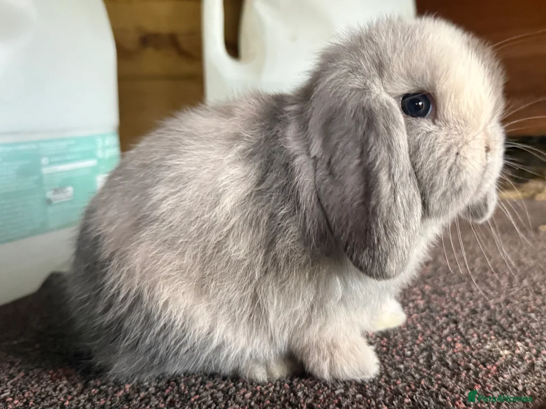 Mini Lop rabbits for sale: Blue Sabled mini lop buck - Advert 7