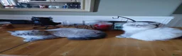 Exotic cats for sale: Blue eyed Colourpoint Persian Exotics  - Advert 1