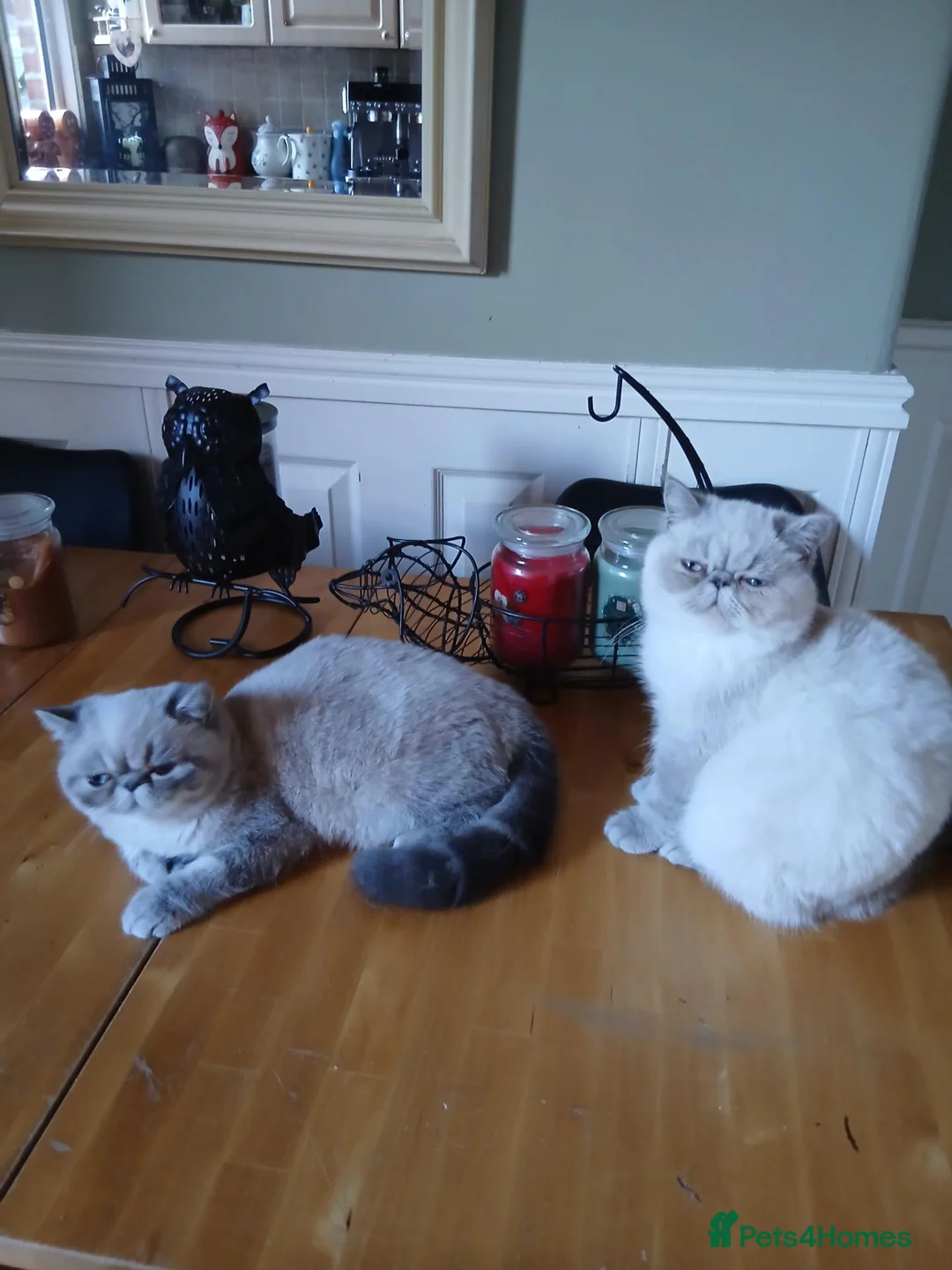 Exotic cats for sale: Blue eyed Colourpoint Persian Exotics  - Advert 1