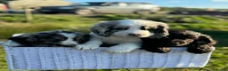 Cocker Spaniel dogs for sale: Gorgeous Cocker pups for sale, 1 girl left - Advert 24