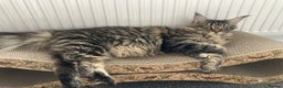 Maine Coon cats for sale: 2x Maine Coon sisters (GCCF) - Advert 9