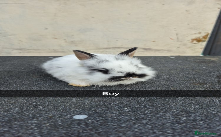 Lionhead rabbits - Advert 1