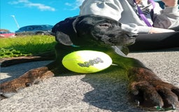 Cane Corso dogs for sale: Bambi  - Image 4
