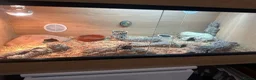 Leopard Gecko reptiles for sale: Persian Wonder Gecko With Full Set Up  - Advert 4
