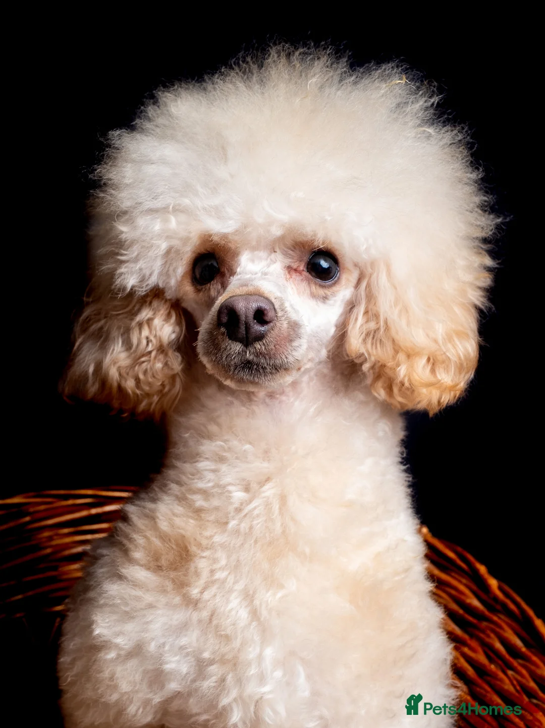 Toy Poodle dogs for stud: KC REG  HEALTH TESTED POODLE STUD  in Hoddesdon - Advert 4