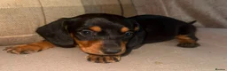 Dachshund dogs for sale: Stunning mini dachshund puppies! - Advert 12