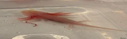 Axolotl reptiles for sale: 12 Axolotls ready to go 3 months old  - Advert 5