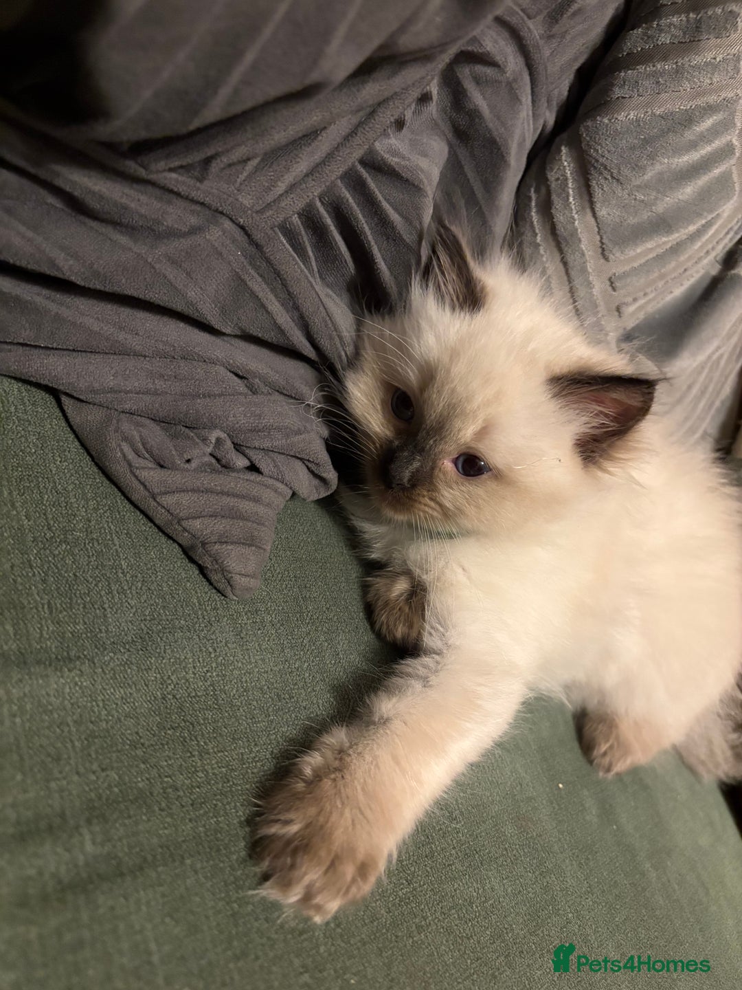 Ragdoll cats for sale: Beautiful Ragdoll Kittens 2 boys 2 girls 😍 - Advert 10