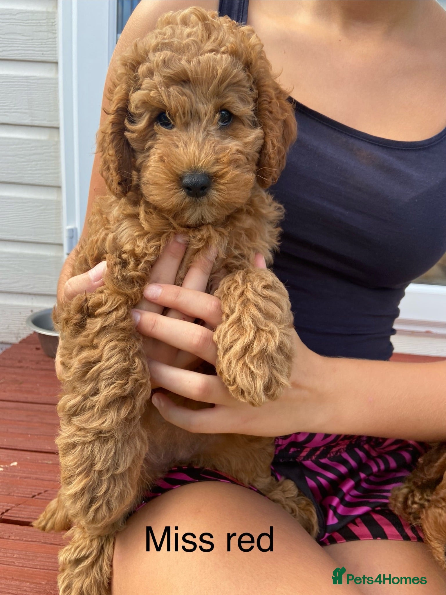 Cockapoo dogs READY NOW, STUNNING EXTENSIVELY HEALTH TESTED - Advert 2