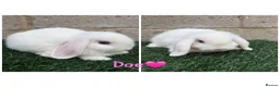 Mini Lop rabbits for sale: Pure breed mini lops  - Advert 9