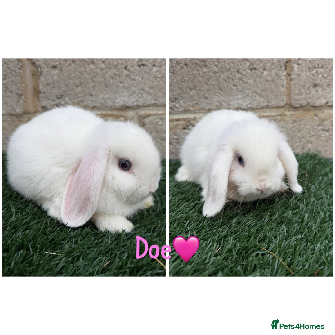 Mini Lop rabbits for sale: Pure breed mini lops  - Advert 9