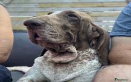Bracco Italiano dogs for sale: Family raised Bracco Italiano puppies - Image 13