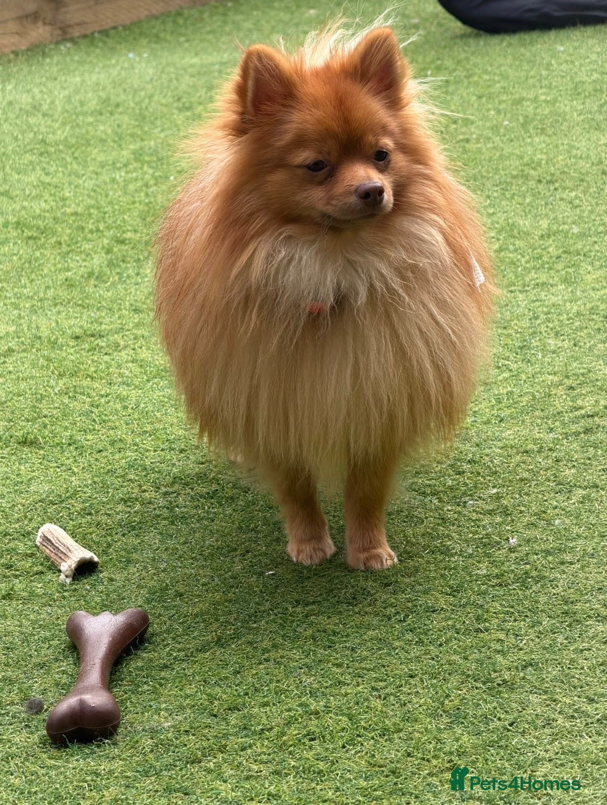 Pomeranian dogs 🐾 Pomeranian For Sale 🐾 - Advert 1