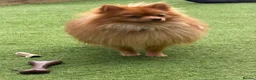 Pomeranian dogs for sale: 🐾 Pomeranian For Sale 🐾 - Advert 1