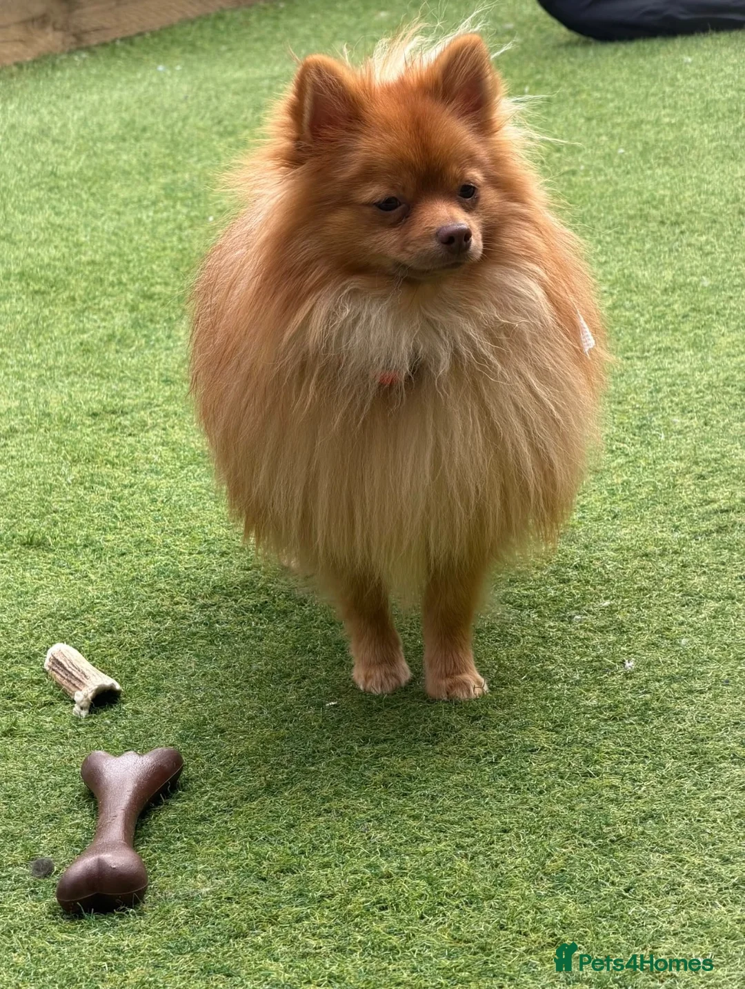 Pomeranian dogs for sale: 🐾 Pomeranian For Sale 🐾 - Advert 1