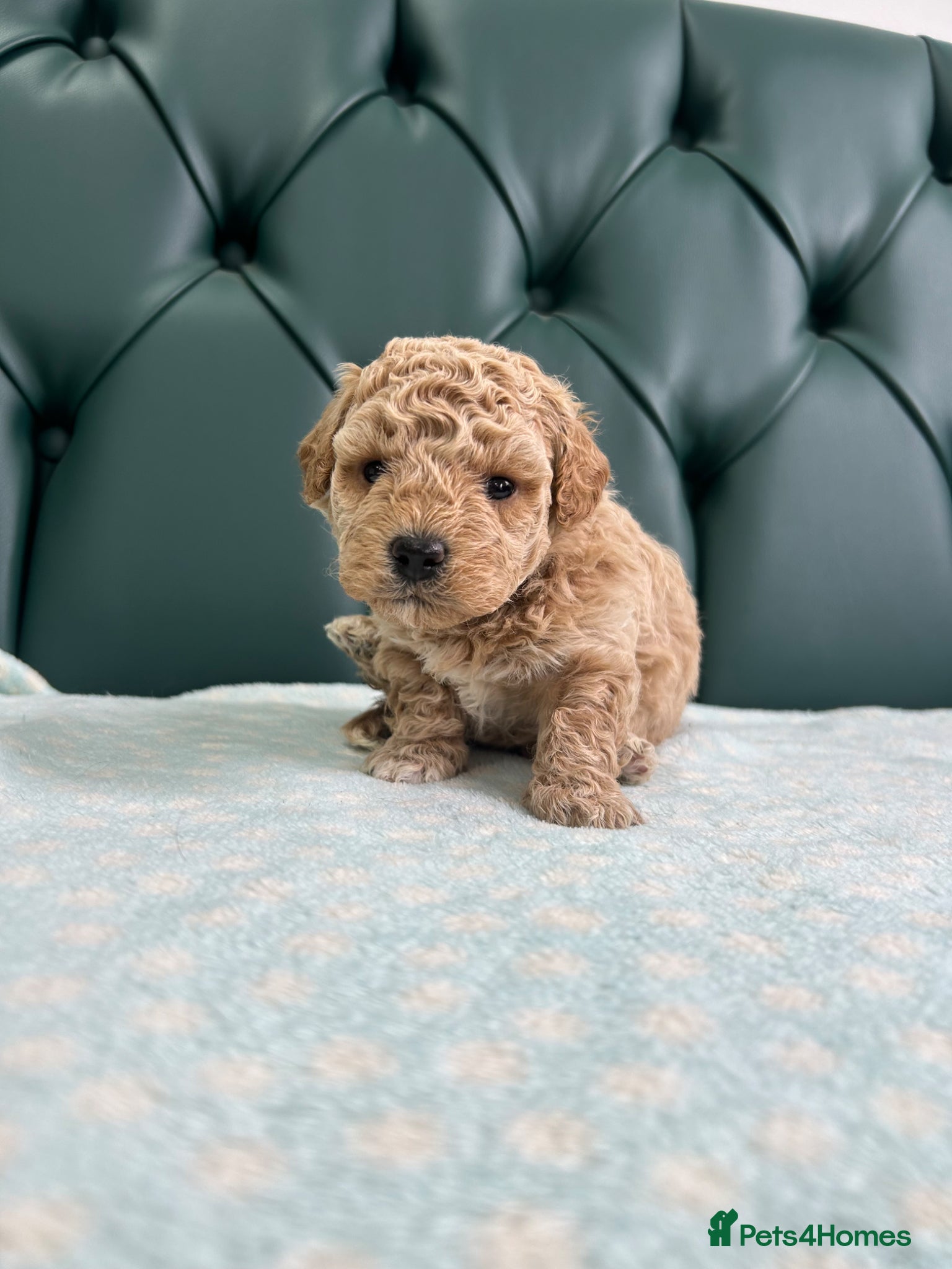 Poochon dogs for sale: 5⭐️ Licensed. Health tested Poochons - Advert 6