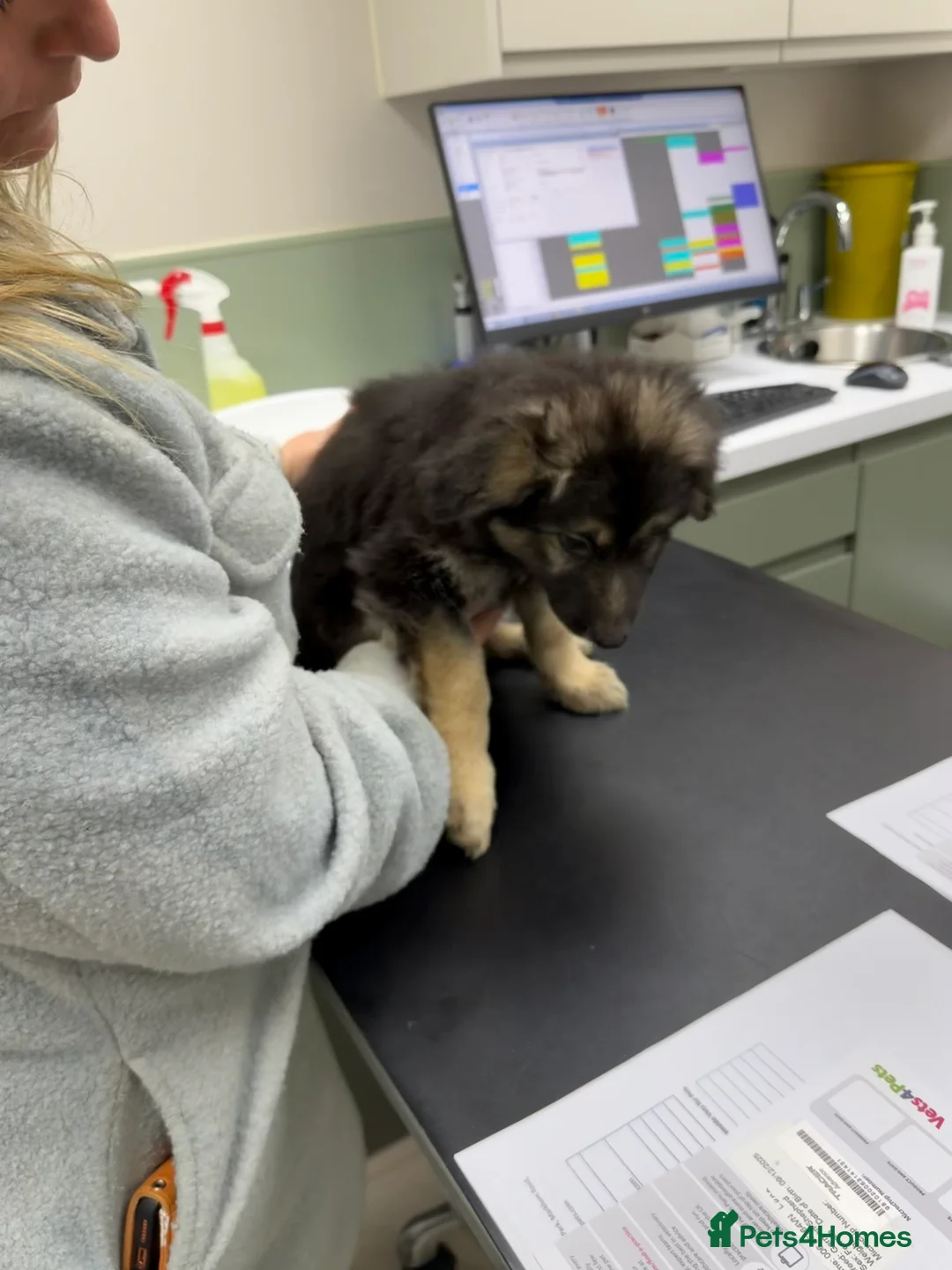 German Shepherd dogs for sale: Long haired health tested German shepherd pups  - Advert 2